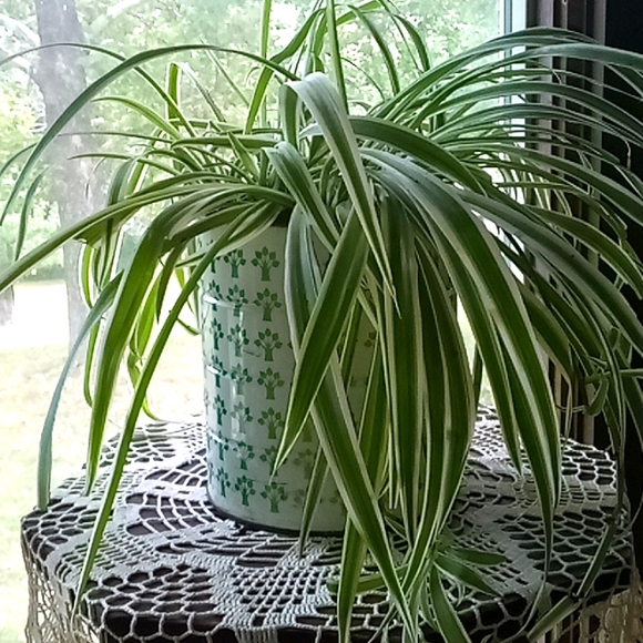 Accents Vintage Butternut Coffee Can With Good Sized Spider Plant